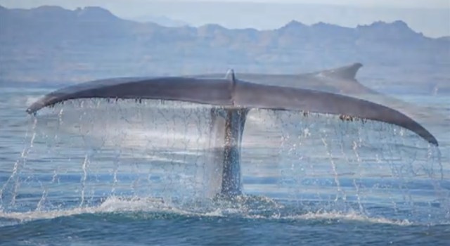 A whale of a parable