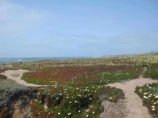 Trails to walk through a canvas of ice flowers April 28, 2013