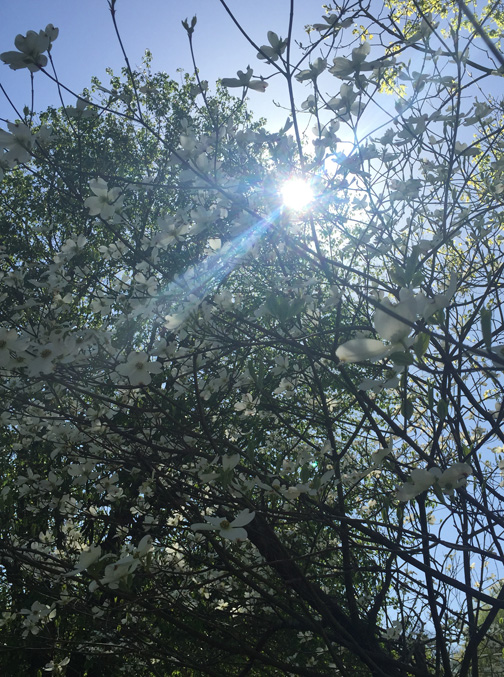 Dogwood Sun Shining Through