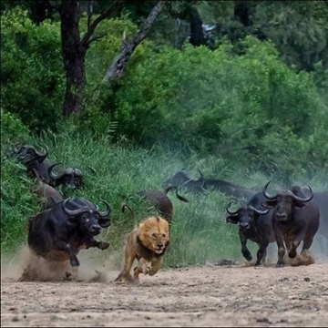 Lion chased by Waterbuffalo